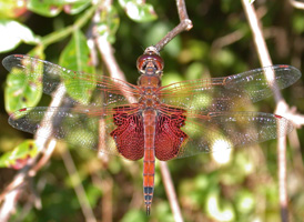Carolina Saddlebags
